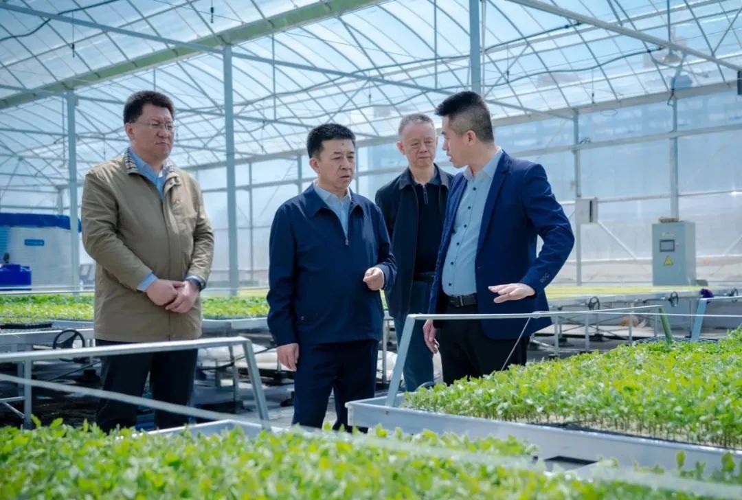 区委书记张峻祥调研金福腾智慧育秧项目，点赞联农带农“多赢模式”​